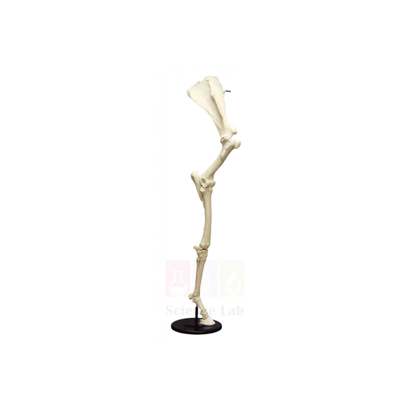 Horse Forelimb Skeleton
